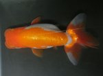 画像3: ★一点物★ らんちゅう ♂ 約11cm 当歳魚 現物 金魚 (3)